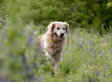 Golden Retriever Köpeği Çiçekler Arasında Ormanda Yürüyüşün keyfini çıkarıyor