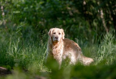 Golden Retriever Dog Ormanda Yürüyüşün Tadını Çıkartıyor