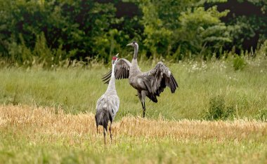 Bir tarlada iki gri turna duruyor.