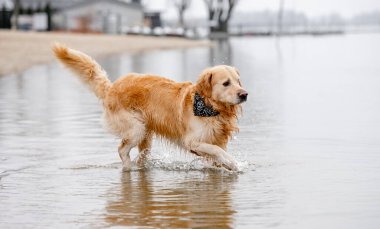 Neşeli Golden Retriever Nehir Kıyısı boyunca akan, Sonbaharda su sıçrayan