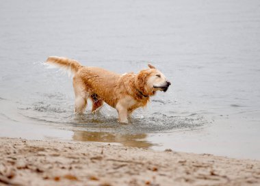 Golden Retriever Nehirde Dururken Sudan Sarsılıyor, Köpek Yüzüşünün keyfini çıkarıyor