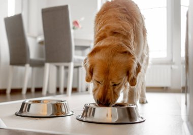 Altın Avcı Köpeği Parlak İçi Olan Mutfaktaki Kaseden Yeniyor