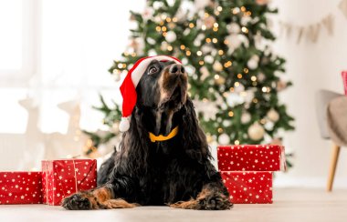 Noel 'de Noel Baba şapkası takan Gordon setter köpeği ve evde Noel resmi çektiren hediyeler. Saf evcil köpek XMas hediyeleri ve arka planda yeni yıl ışıkları ile yerde yatıyor.