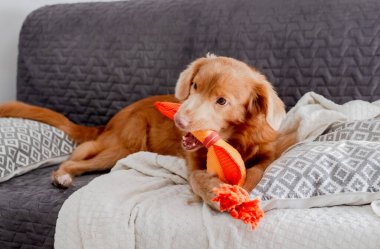 Parlak Oyuncak Ördek Toller Dog 'un yanında yatıyor, bir Nova Scotia Duck Toller Retriever, Kanepede