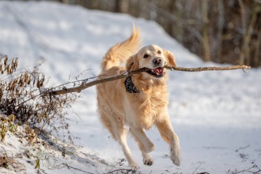 Golden Retriever Karlı Kış Parkı 'nda Sopayla Koşuyor