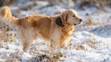 Golden Retriever Kış Parkı 'nda Uzun Duruyor