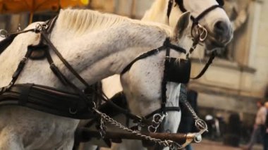 Avrupa 'daki Eski Bir Şehir Merkezinde Beyaz Atlar Turistlere Eğlence Sağlıyor