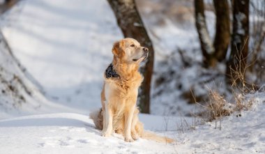 Golden Retriever Dog Sunset 'te Kış Ormanının Arkaplanına Karşı Oturuyor