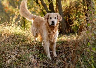 Golden Retriever Dog Ormanda Sonbahar Yürüyüşü Yapıyor