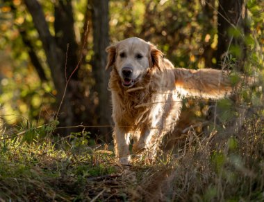 Golden Retriever Dog Ormanda Sonbahar Yürüyüşü Yapıyor
