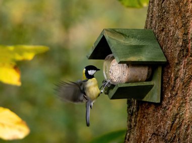 Blue Tit Flew To Feeder In Autumn Forest clipart