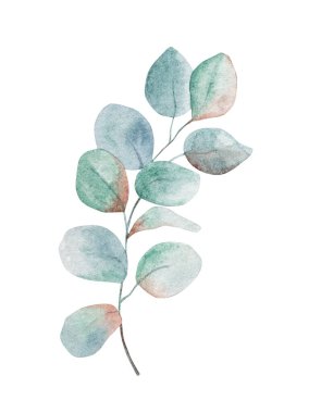 Okaliptüs Şubesi Suluboya İllüstrasyonu Doğanın Güzelliğini Hassas Detaylarda Yakalıyor