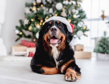 Bernese dağ köpeği, Noel Baba şapkasıyla aydınlatılmış yılbaşı ağacının yanında yatıyordu.