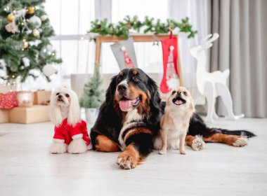 Chihuahua, Bernese dağ köpeği ve Noel Baba kostümlü Malta köpeği evde süslenmiş Noel ağacının yanında.