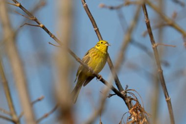 Ağaçtaki Sarı Çekiç yaygın bir görüntüdür.