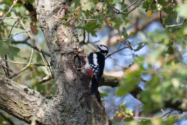 Büyük Benekli Ağaçkakan Ağaç Gösterilerinde Doğanın Canlı Güzelliği