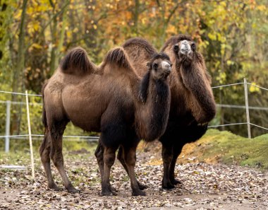 Bactrian Develeri Sonbaharda Ağaçların Arkasında Duruyor