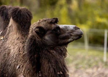 Yakından Çekilen Portre İki Hörgüçlü Deve 'yi Detaylıca Yakalıyor