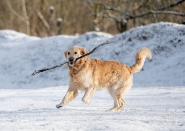 Golden Retriever Karlı Kış Parkı 'nda Sopayla Koşuyor