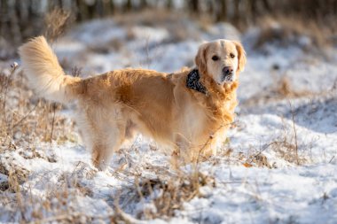 Golden Retriever Kış Parkı 'nda Uzun Duruyor