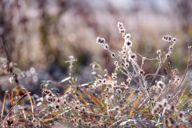 Dew-Laden Örümcek Ağı Adorn Solmuş Çimen Sisi Makro Fotoğrafçılık