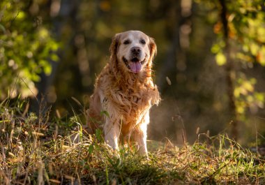 Golden Retriever Dog Park 'ta Günbatımının keyfini çıkarıyor