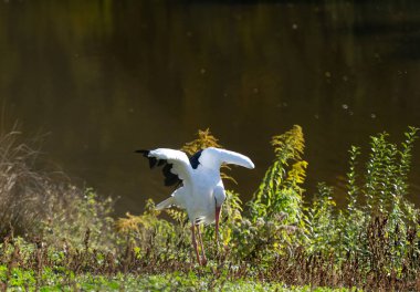 White Stork Searches For Food In Grass Near Lake clipart