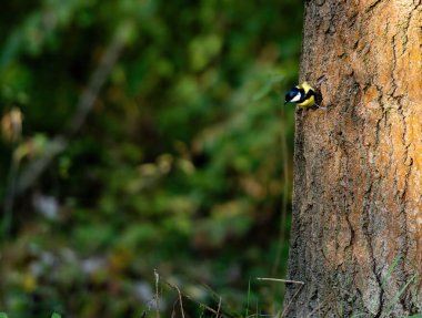 Ormandaki Sonbaharda Mavi Titmouse Yakın Besleyici