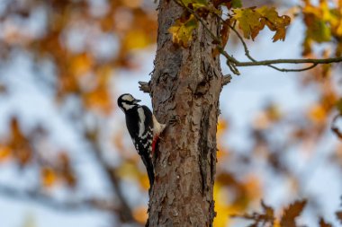 Büyük Benekli Ağaçkakan Ağaç Gösterilerinde Doğanın Canlı Güzelliği
