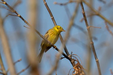 Ağaçtaki Sarı Çekiç yaygın bir görüntüdür.