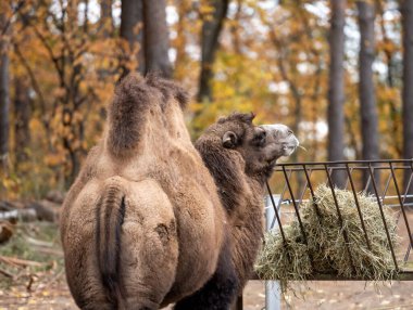 Bactrian Camels Eat Hay On Farm clipart