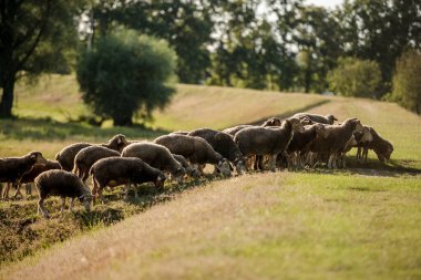 Sunset 'te Koyun Sürüsü Huzurlu Resim Boyar