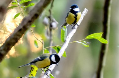 Great Tit On Branch Perches Peacefully