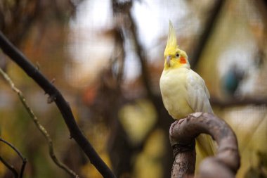 Corella Papağanı Hayvanat Bahçesinde Yaşıyor