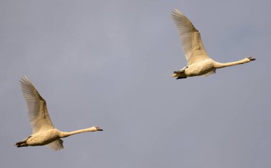 Gökyüzünde uçan dilsiz kuğular Ulusal Parkta Vahşi Yaşam Sahnesi
