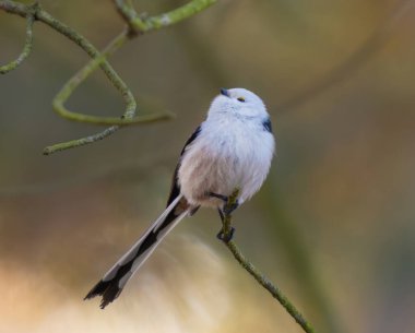 Long-Tailed Tit Rests On A Bench In The Nature Park