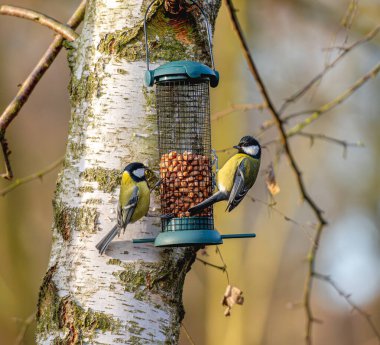 Great Tits Eating Bird Feeder Create Charming Sight In Garden