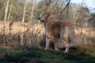 Golden Retriever Köpeği Ormanda Baharın tadını çıkarıyor