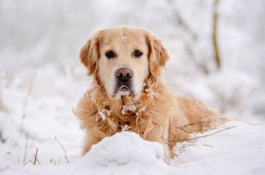 Golden Retriever Köpeği Kışın Karda Yatar