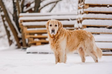 Kış Ormanındaki Kar Köpeği