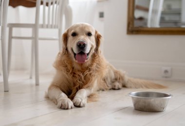 Sevimli altın av köpeği elinde yemek kasesiyle bir mutfakta yerde yatıyor.