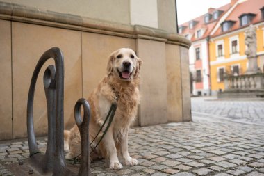 Tasmalı Altın Avcı Köpeği Sahibini Bekliyor