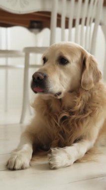 Sevimli Golden Retriever Dog Evinde Yerde Yatıyor, Dikey Video