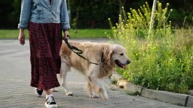 Dişi köpek sahibi, günlük rutin işlerinde tasmalı sevimli bir altın av köpeğini gezdiriyor.
