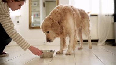 Küçük kız, aydınlık mutfakta tatlı Golden Retriever 'a suyla yemek kasesi veriyor.