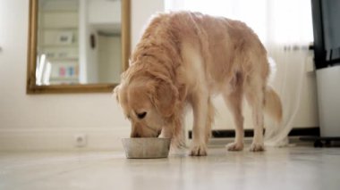 Sevimli Golden Retriever Dog hafif bir mutfakta yemek kasesinden su içiyor.