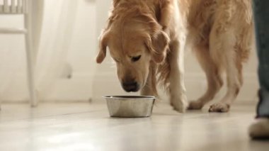 Sevimli Golden Retriever Dog Evdeki Yemek Kasesinden İçen Su
