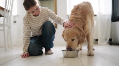 Küçük kız altın bir av köpeğini okşuyor. Evde yerde içiyor.