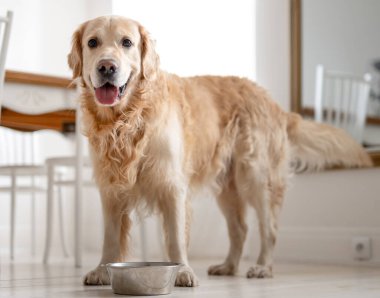 Golden Retriever Dog Evdeki bir yemek kasesinin yanında