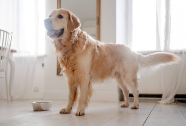 Golden Retriever Dog Evdeki bir yemek kasesinin yanında